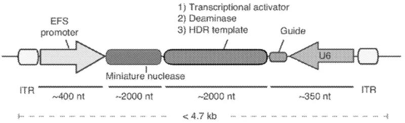 Image 1: A vector map illustrating that the additional space afforded by smaller CRISPR nucleases allows for the fusion of various effector domains, including transcriptional activators, repressors, deaminases, and single vector HDR delivery.