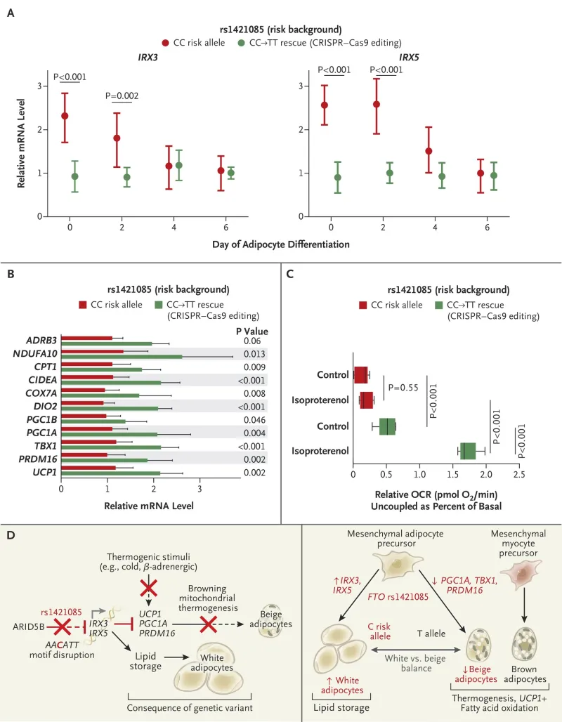 Rescue of Metabolic Effects on Adipocyte Thermogenesis through Editing of SNV rs1421085 in a Risk-Allele Carrier.